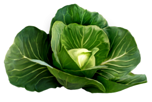 Cabbage PNG image-8802